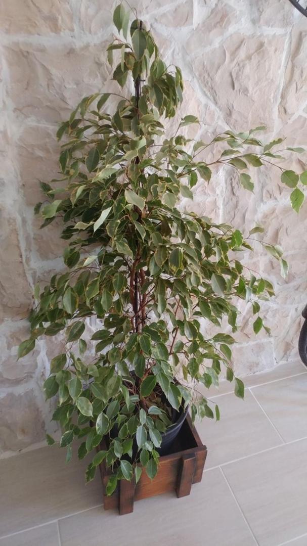 Apartment Tia فيس المظهر الخارجي الصورة
